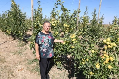 Eskişehir'de Bu Yıl 12 Bin Ton Elma Hasadı Bekleniyor