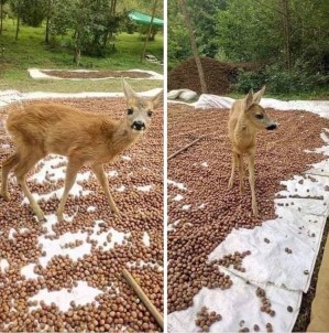 Fındık Harmanına Karaca İndi