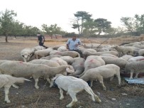 Jandarma Kayıp Koyunları Bularak Sahibine Teslim Etti