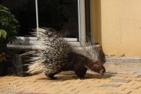 Mahallede Oklu Kirpi Paniği