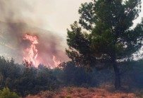 Manisa'da Orman Yangını Haberi