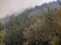 Osmaniye'deki Orman Yangınını Söndürme Çalışması Devam Ediyor