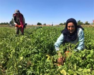 Tarlada 1 Lira Olan Sofralık Domates 4 Katı Fiyatla Mutfağa Giriyor