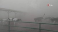 Toz Fırtınası Sırasında Hayvanların Kaçışı Kameralara Yansıdı Haberi