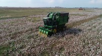 'Beyaz Altın' Pamukta Hasat Başladı
