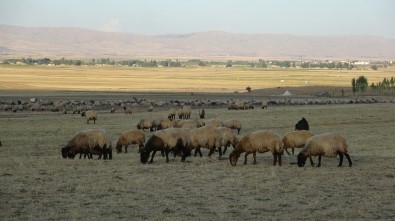 Göçerlerin Zorlu Yolculuğu Başladı