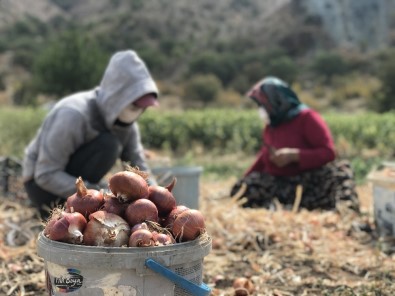 40 Derecelik Sıcağın Altında Soğan Hasadı