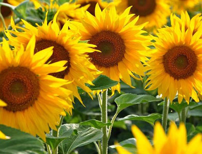 Ayçiçeği ön alım fiyatı açıklandı!