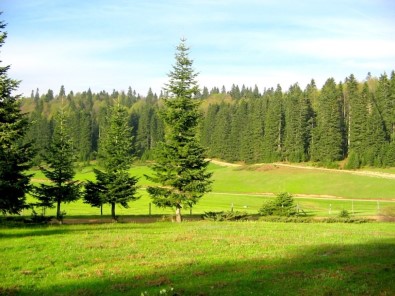 Düzce'nin Yarısı Ormanlık Alan