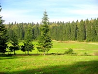 Düzce'nin Yarısı Ormanlık Alan