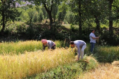 Hizan'da İmece Usulü Çeltik Hasadı