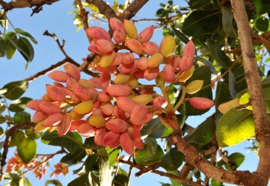 Kahramanmaraş'ta Fıstık Hasadı Başladı