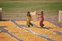 Kayısı Da Hedef 100 Bin Ton İhracat İle 500 Milyon Dolar