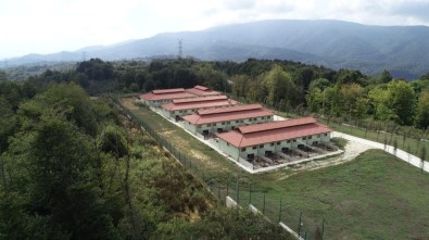 Sokak Hayvanlarının Tedavileri Merkezde Yapılıyor