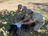 Anneleri Ölen Yavru Köpeklere Asker Sahip Çıktı