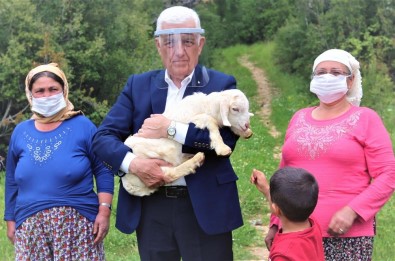 Büyükşehir Üç İlçede Kıl Keçisi Dağıtacak