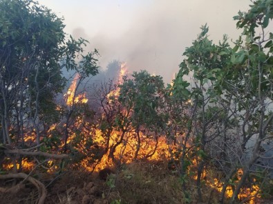 Elazığ'da Orman Yangını Açıklaması Çok Sayıda Ekip Sevk Edildi