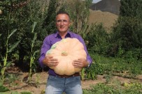 Hakkari'de 45 Kiloluk Bal Kabağı Yetiştirildi