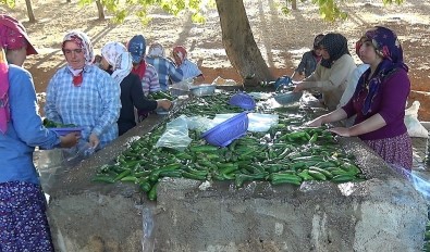 Kahramanmaraş'ta 200 Bin Ton Salatalık Üretiliyor