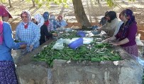 Kahramanmaraş'ta 200 Bin Ton Salatalık Üretiliyor Haberi