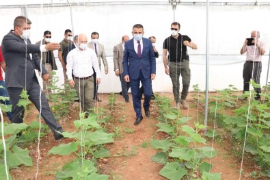 Siirt'te Son 5 Yılda Tarım Alanına 260 Milyon Lira Destek Verildi