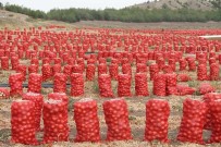 Soğan Tarlada 80 Kuruş, Tezgahta 1,5 Lira