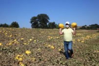 Çevre İllerin Kavun İhtiyacı Karamürsel'den