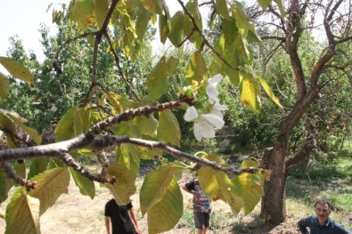 Eylül'de Çiçek Açan Kiraz Ağacı Şaşırttı