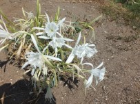 Kum Zambaklarını Koparanlara Ağır Ceza