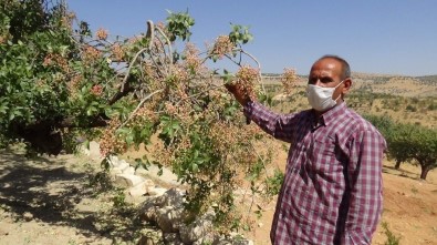 Siirt'te Bıttım Fiyatları Altınla Yarışıyor