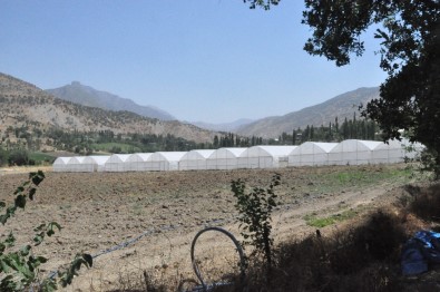 Devlet Desteğiyle Kurduğu Serada Pandemi Döneminde Üretime Destek Oluyor