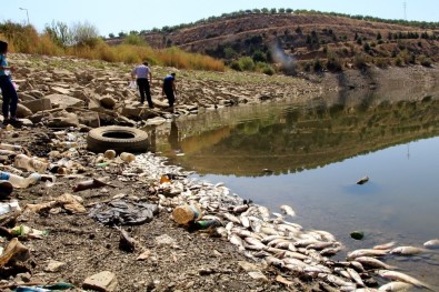 Manisa'da Sular Çekildi, Binlerce Balık Telef Oldu