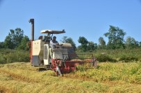 Pirinç Diyarı Terme'de Çeltik Hasadı Başladı Haberi