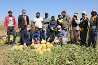 Vali Hasat Yapan Çiftçileri Ziyaret Etti