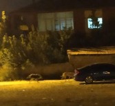 Yağmur Suyu Tahliye Borusuna Sıkışan 2 Köpekr Kurtarıldı