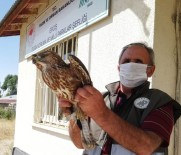 Yaralı Kuşlar Tedavi Altına Alındı