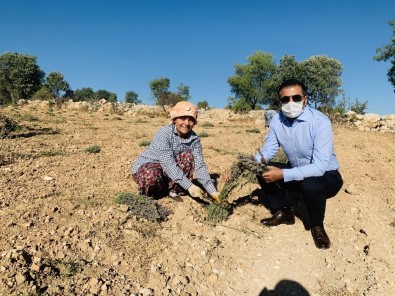 DTO'nun Desteğiyle Kurulan Lavanta Bahçelerinde Son Hasat Yapıldu
