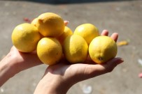Limon Fiyatıyla Üreticisini Sevindirdi