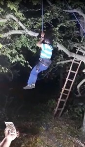 Ceviz Dökmek İçin Çıktığı Ağaçta Mahsur Kaldı, AFAD Kurtardı
