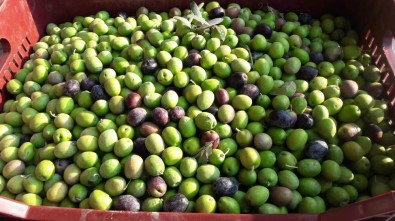 Mut'ta Zeytin Hasadı Başladı