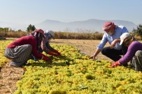 Başkan Çerçi Bağda Üzüm Kesti, Sergi Yaptı