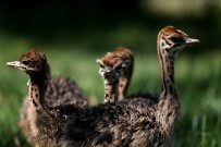 Bursa Hayvanat Bahçesi'nde Devekuşu Yavrusu Sevinci Yaşanıyor