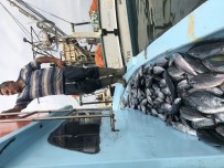 Karadeniz'de Palamut Bereketi