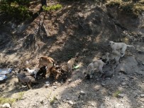 Çevre İlçe Ve Beldelerden Toplanan Sokak Köpekleri Doğanlar Köyüne Bırakılıyor Haberi