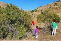 Daldan Kavanoza Kuşburnunun Hikayesi