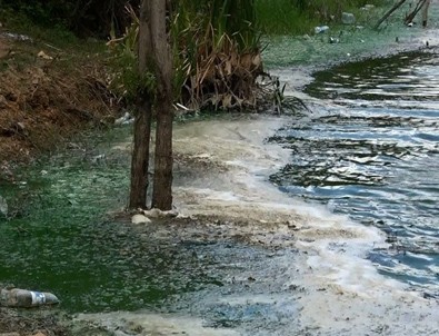 Eyüpsultan'da göle kimyasal atık boşalttılar