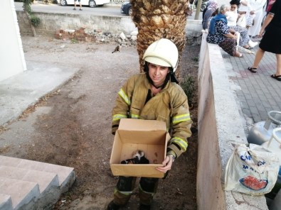 İzmir'de Alevlerin Arasında Kalan 5 Yavru Kedi, İtfaiye Ekiplerince Kurtarıldı