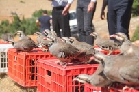 Korkuteli'nde 725 Keklik Doğaya Salındı