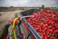 Milletvekili Esgin'den Kapya Biber Üreticisine Türk Şeker Müjdesi