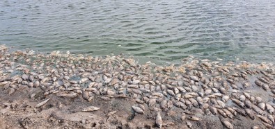 Baraj Kurudu, Balıklar Kıyıya Vurdu